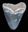 Inch Bone Valley Megalodon Tooth #3556-1